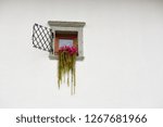 Small photo of Bled, Slovenia - May 20, 2017: Pink flowering Rattail cactus in window on white stucco wall at rooms Jerman Mlino village Bled Slovenia