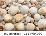 Small photo of Southern Quahog and tiger lucine bivalve mollusk clams and other seashells in an abstract background pattern