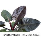 Small photo of Close up tropical foliage plant, Philodendron Black Cardinal, with unique leaves color, isolated on white background.