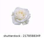Closeup single white rose flower isolate on white background.