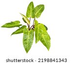 Branch of beautiful leaves of Philodendron Painted Lady isolated on white background .