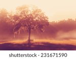 Silhouette Of A Lone Tree In A...