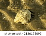 Small photo of Each egg mass, known as a Sea Wash-ball, usually only produces one juvenile Whelk. The cannibalistic survivor has eaten the others as they develop to become the sole survivor