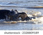 Small photo of Hippos use their fearsome array of teeth to inflict serious, and sometimes fatal wounds. Despite being grazers, they have evolved large incisors and canines for fighting.