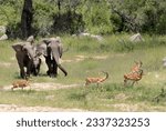 Small photo of A small family group of Elephant saunter down to the Ruaha River sending a bachelor group of Impalas skittering out of their way. Water and minerals salts attracts both species to the river.