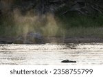 Small photo of A Hippo bull makes a loud snort and sends a cloud of spray into the air. Early morning sunshine catches it making a visual display as well as an audible one.