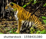 Calm Tigress waiting for the prey at Van Vihar National Park, Bhopal, MP IND
