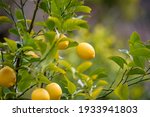 Fruit Of Lemon  On The Branch