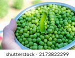 A bowl of green peas in a woman's hand. Against the sun. Selective focus.