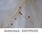 Small photo of Fibers of natural uncolored flax, tow. Flax seeds pods. Bleached white linen tablecloth. Growing demand for natural fibers.