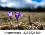 Typical spring mountain flowers. Crocus vernus, Crocus heuffelianus, Crocus scepusiensis. The Tatra Mountains.