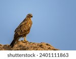 The long-legged buzzard, Buteo rufinus.