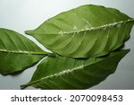 Small photo of The green vien leaf has been destroyed by the mealybug infestation. They are classified as members of the Pseudococcidae family.