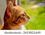 Small photo of Wolfie, a 12-week-old orange and white kitten, looks out the window, July 2, 2023, in Coden, Alabama. Orange and white kittens, also known as marmalade or ginger kittens, are typically male.