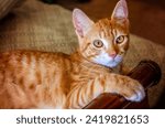 Small photo of Wolfie, a 10-week-old orange and white kitten, lays on a bed, June 16, 2023, in Coden, Alabama. Orange and white kittens, also known as marmalade or ginger kittens, are typically male.