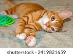 Small photo of Wolfie, a 10-week-old orange and white kitten, plays with a plastic Slinky spring toy, June 7, 2023, in Coden, Alabama.