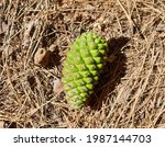 Small photo of green pine con with forestall brown background