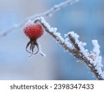 A frozen red rosehip berry covered with frost on a bush branch