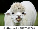 A White Alpaca With Crooked...