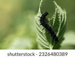 The caterpillar of a peacock butterfly climbs up the leaf of a stinging nettle. A piece of the sheet is missing. The background is green.