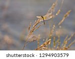 Small photo of A dragonfly with goodish wings perched on a spike of some meadow herb.