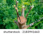 Small photo of Gardening. Graft an apple tree. Green sprouts of a grafted apple. Successful grafting fruit tree. High quality photo