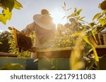 Small photo of Person worker in beekeeper suit taking frame full of bees and honeycomb from beehive working with honey collecting removing. Apriculture sericulture concept in apriary in sunflwoers field.