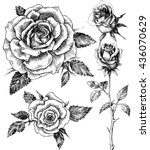 flowers set. hand drawn rose... | Shutterstock .eps vector #436070629