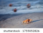 Red Ghost Crabs On The Beach Of ...