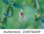 Small photo of A garden spider, Araneus diadematus, aka cross orb weaver, sat at the centre of a damaged orb web. It is waiting for other invertebrate life to becaught by the sticky web for food