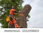 A tree surgeon removes an...