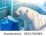 Polar Bear Swims In Pool At...