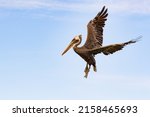 Brown Pelican Spreading Its...