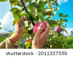 Hand reaching for apple growing on top of tree in orchard. Young female hands pluck an apple from a branch. Harvest apples on a sunny day
