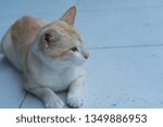 Small photo of Cat sitting and look around (looks sleepy)