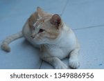 Small photo of Cat sitting and look around (looks sleepy)