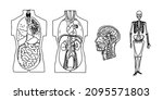 anatomy line isolated drawing... | Shutterstock .eps vector #2095571803