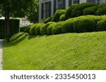 Green lawn on the slope in...