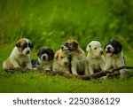 Cute Puppies Full HD Wallpaper 