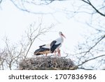 Two Storks In Their Nest  In...