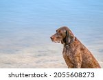 Small photo of Detailed headshot of a German Shorthaired Pointer, GSP dog sitting on the beach of a lake during a summer day. He stares into the distance over the water