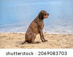 Small photo of German Short haired Pointer, GSP dog sits on the beach of a lake during a summer day. He stares into the distance over the water