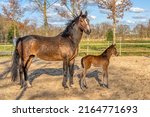 Small photo of A week old dark brown foal stands outside in the sun with her mother. mare with red halter. Warmblood, KWPN dressage horse. animal themes, newborn