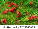 Yew   Taxus Baccata