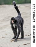 Small photo of Red Faced Black Spider Monkey