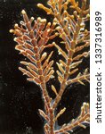 Small photo of Thallus of Coral weed