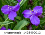Blue Flowers Of Virginia...