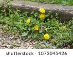 Weeds growing on a courtyard (dandelion and grass)