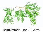 branches of thuja isolated on... | Shutterstock . vector #1550177096