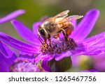 Bee Pollinating Purple Flower